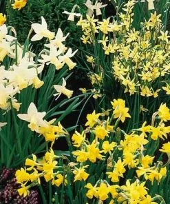 Future Forests Bulbs Daffodil (Narcissi) - Mixed Miniature