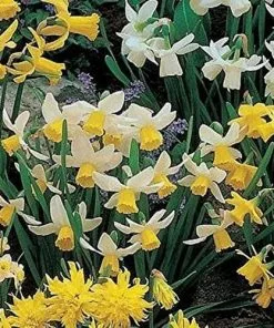 Future Forests Bulbs Daffodil (Narcissi) - Mixed Miniature
