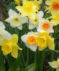 Future Forests Bulbs Daffodil - Mixed Varieties