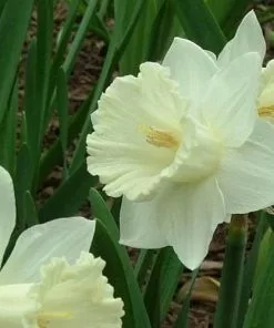 Future Forests Daffodil Mount Hood 13 Future Forests Daffodil Mount Hood