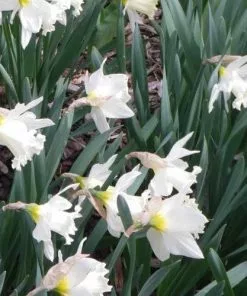 Future Forests Daffodil Mount Hood 14 Future Forests Daffodil Mount Hood