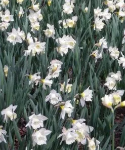 Future Forests Daffodil Mount Hood 15 Future Forests Daffodil Mount Hood