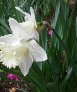 Future Forests Daffodil Mount Hood