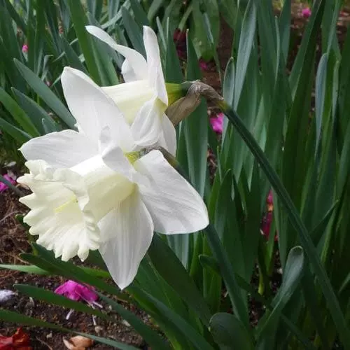 Future Forests Daffodil Mount Hood 4 Future Forests Daffodil Mount Hood