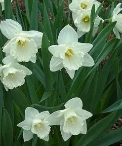 Future Forests Daffodil Mount Hood 16 Future Forests Daffodil Mount Hood