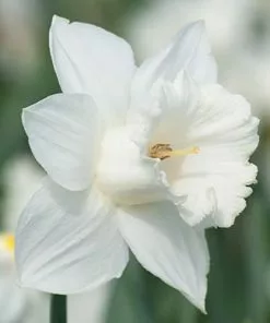 Future Forests Daffodil Mount Hood
