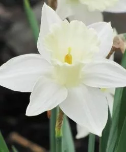 Future Forests Daffodil Mount Hood 17 Future Forests Daffodil Mount Hood