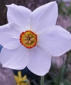 Future Forests Daffodil Pheasant Eye Bulbs