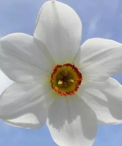 Future Forests Daffodil Pheasant Eye Bulbs