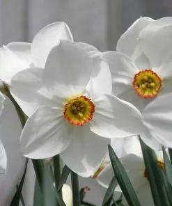 Future Forests Daffodil Pheasant Eye Bulbs