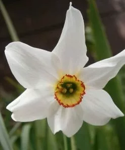 Future Forests Daffodil Pheasant Eye Bulbs