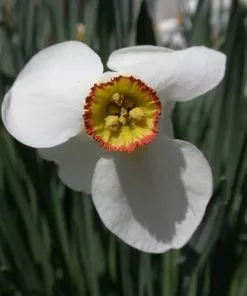 Future Forests Daffodil Pheasant Eye Bulbs