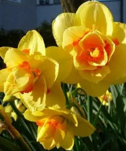 Future Forests Bulbs Daffodil Tahiti