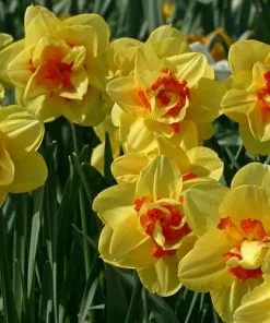 Future Forests Bulbs Daffodil Tahiti