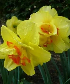 Future Forests Bulbs Daffodil Tahiti