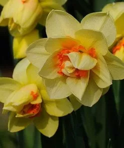 Future Forests Bulbs Daffodil Tahiti