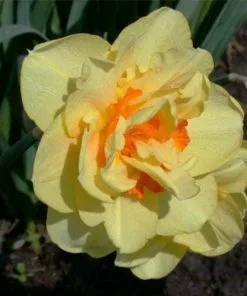 Future Forests Bulbs Daffodil Tahiti