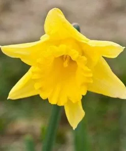 Future Forests Bulbs Daffodil Tamara