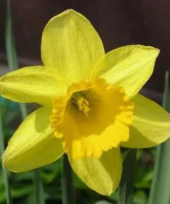 Future Forests Bulbs Daffodil Tamara