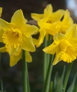 Future Forests Bulbs Daffodil Tamara