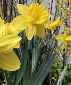 Future Forests Bulbs Daffodil Tamara