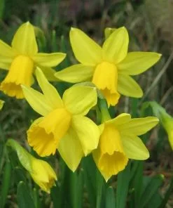 Future Forests Daffodil (Narcissi) Tete-a-tete
