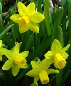 Future Forests Daffodil (Narcissi) Tete-a-tete