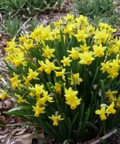 Future Forests Daffodil (Narcissi) Tete-a-tete