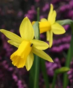 Future Forests Daffodil (Narcissi) Tete-a-tete