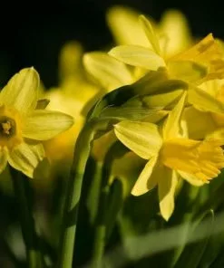 Future Forests Daffodil (Narcissi) Tete-a-tete
