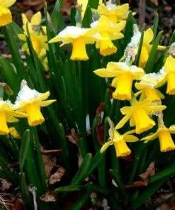 Future Forests Daffodil (Narcissi) Tete-a-tete