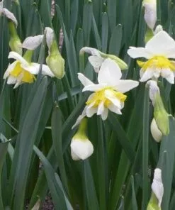 Future Forests Bulbs Daffodil White Lion