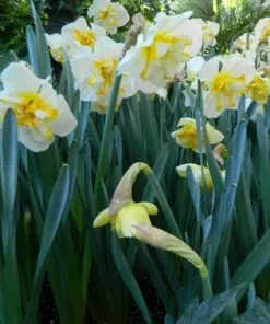 Future Forests Bulbs Daffodil White Lion