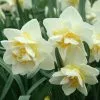 Future Forests Bulbs Daffodil White Lion 2 Future Forests Bulbs Daffodil White Lion