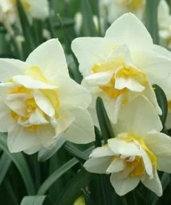 Future Forests Bulbs Daffodil White Lion
