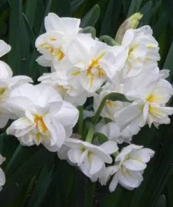 Future Forests Bulbs Daffodil Winston Churchill