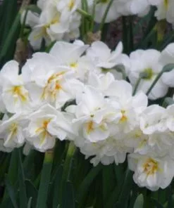 Future Forests Bulbs Daffodil Winston Churchill