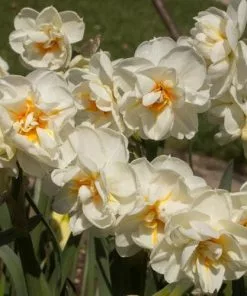 Future Forests Bulbs Daffodil Winston Churchill