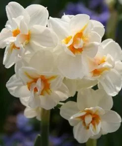 Future Forests Bulbs Daffodil Winston Churchill