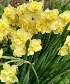 Future Forests Daffodil Yellow Cheerfulness Bulbs 10 Future Forests Daffodil Yellow Cheerfulness Bulbs