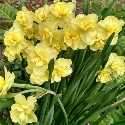 Future Forests Daffodil Yellow Cheerfulness Bulbs 5 Future Forests Daffodil Yellow Cheerfulness Bulbs