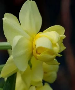 Future Forests Daffodil Yellow Cheerfulness Bulbs 11 Future Forests Daffodil Yellow Cheerfulness Bulbs