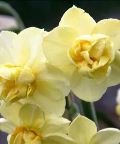 Future Forests Daffodil Yellow Cheerfulness Bulbs 12 Future Forests Daffodil Yellow Cheerfulness Bulbs