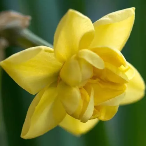 Future Forests Daffodil Yellow Cheerfulness Bulbs 8 Future Forests Daffodil Yellow Cheerfulness Bulbs