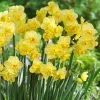 Future Forests Daffodil Yellow Cheerfulness Bulbs