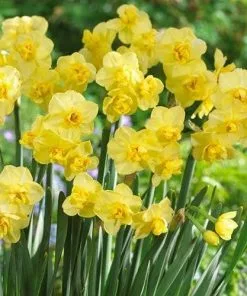 Future Forests Daffodil Yellow Cheerfulness Bulbs