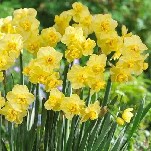 Future Forests Daffodil Yellow Cheerfulness Bulbs 3 Future Forests Daffodil Yellow Cheerfulness Bulbs