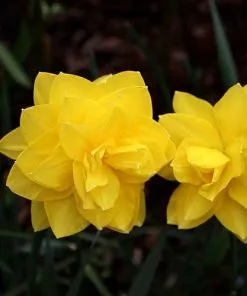 Future Forests Bulbs Daffodil Golden Ducat