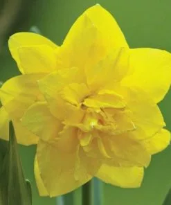 Future Forests Bulbs Daffodil Golden Ducat