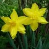 Future Forests Bulbs Daffodil Golden Ducat